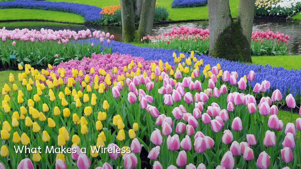 What Makes a Wireless